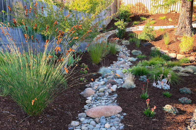 Mid-Century Modern - Dig Your Garden Landscape Design
